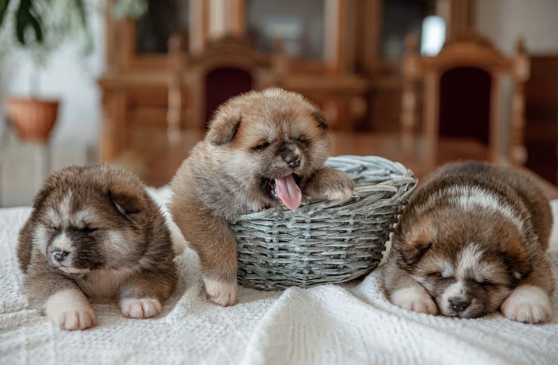 9 Habits Of Homes That Always Smell Amazing Plus 9 Simple Ways To Boost Yours - Decor Hint Keep Pets Clean And Groomed