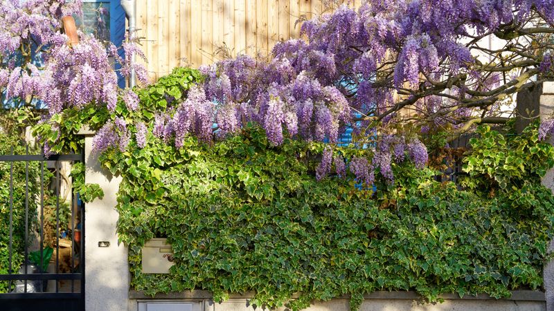 Climbing Plants For Privacy