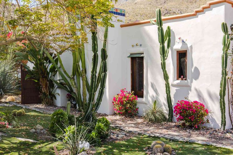 Cactus And Succulent Decor