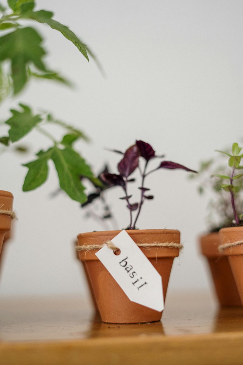 Cultivate an Indoor Herb Garden