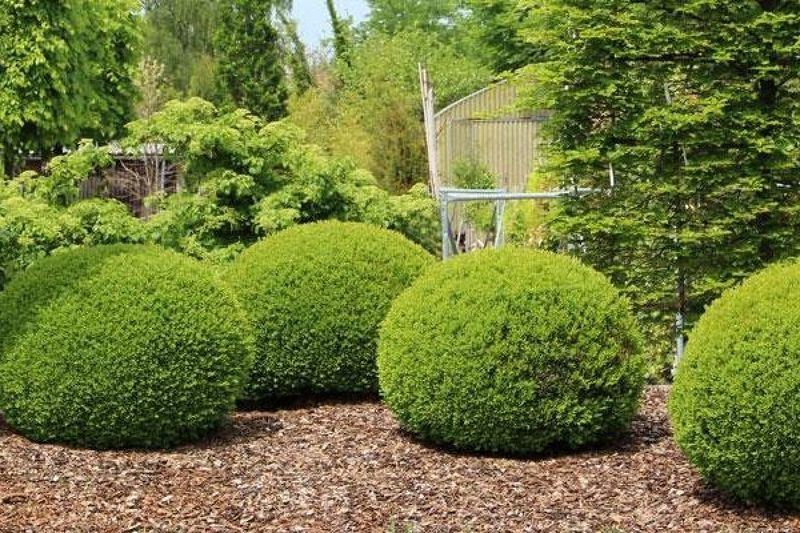 Choose No-Prune Shrubs And Trees