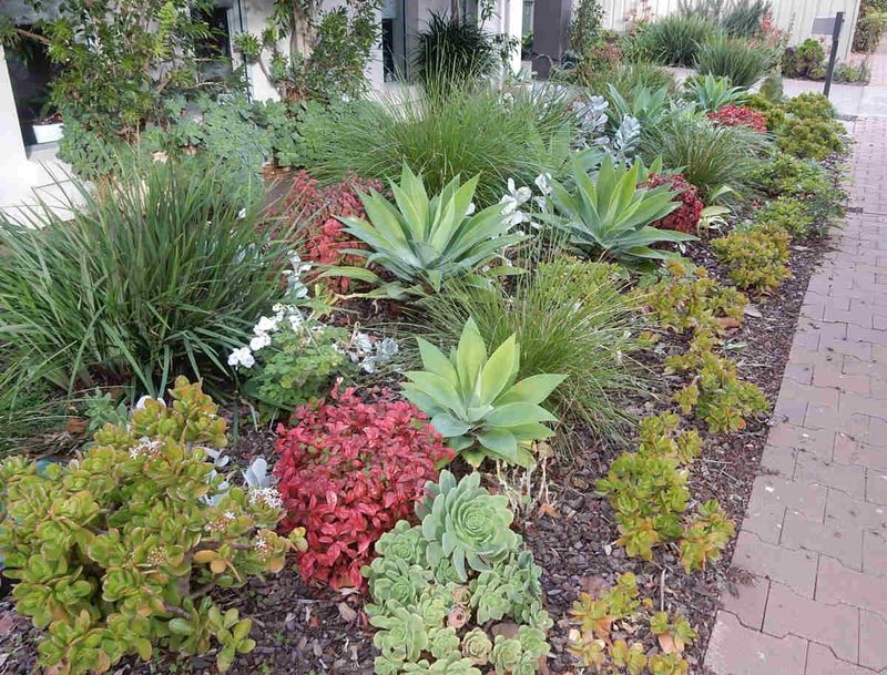 Water-Wise Garden Designs