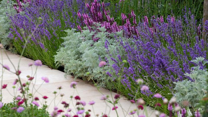 Lavender-Lined Walkways