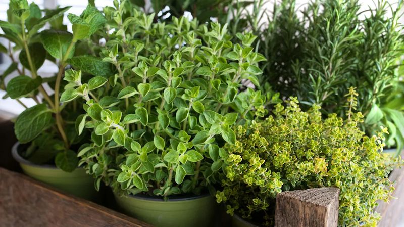 Weekend Warriors Unite: Must-Try Home Projects For Louisiana DIY Fans - Decor Hint Mosquito-Repelling Herb Garden Window Boxes