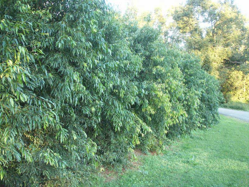 13 Yard Features That Could Soon Be Banned In U.S. Neighborhoods - Decor Hint Non-Native Hedges And Privacy Screens