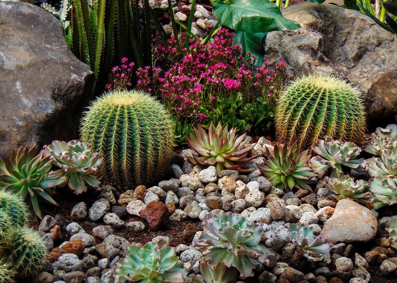13 Tucson DIY Projects Everyone's Trying This Weekend And 2 That Just Don't Catch On - Decor Hint Assembling Succulents and Cactus Garden Beds