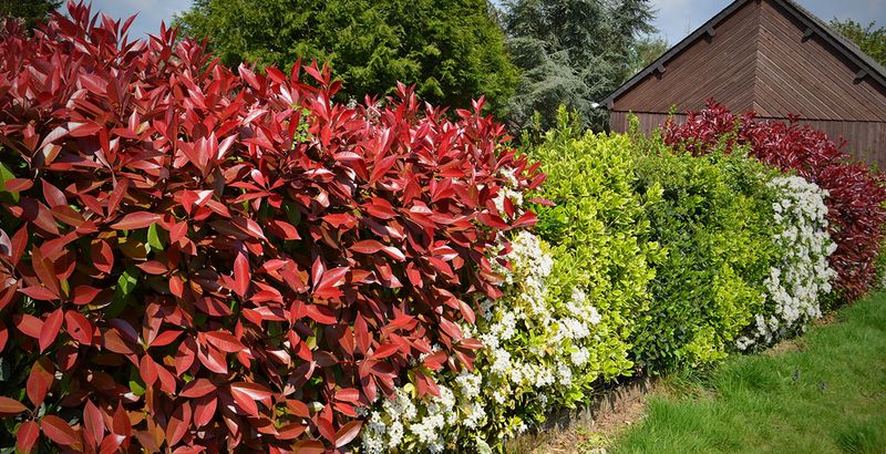 Garden Beds Creeping Over Boundaries