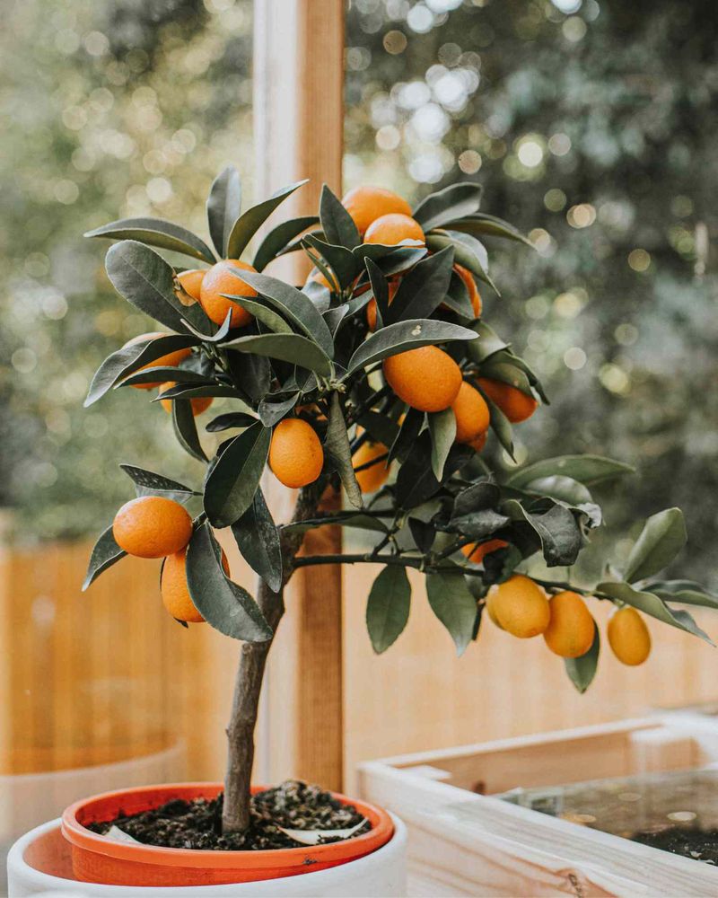 Mediterranean Citrus Garden