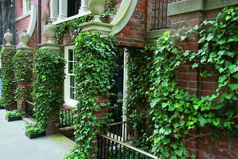 9 Curb Appeal Trends Born On New York's Oldest Streets - Decor Hint Romantic Climbing Vines