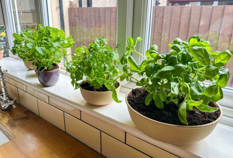 How To Upgrade Your Kansas Kitchen: 9 Things That Bring It Down (And 10 That Lift It Up) - Decor Hint Fresh Greenery Or Potted Plants For A Natural Touch