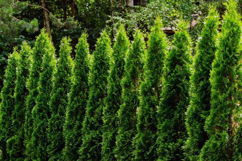 Overgrown Hedges Blocking Views