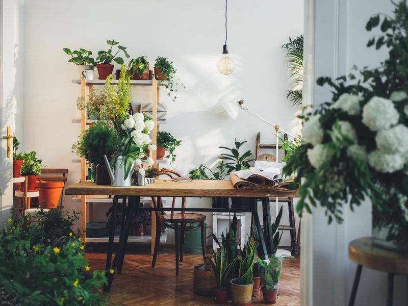 Houseplants Galore