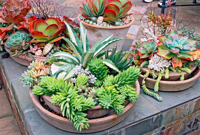 25 Awesome Succulent Porch Garden Ideas To Boost Curb Appeal - Decor Hint Seasonal Succulent Porch Décor