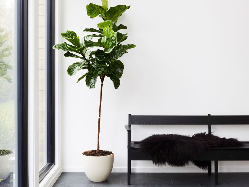Add Living Plants 