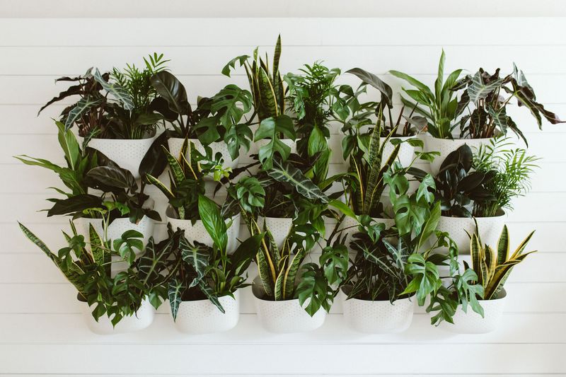 Indoor Plants And Vertical Gardens