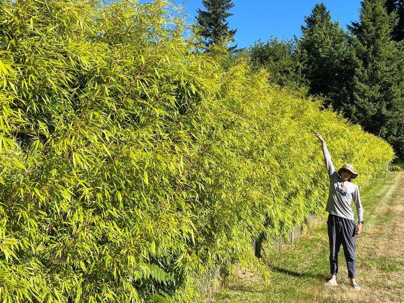 10 Outdoor Corners That Make Washington Homes Feel More Private - Decor Hint Bamboo Screen Gardens