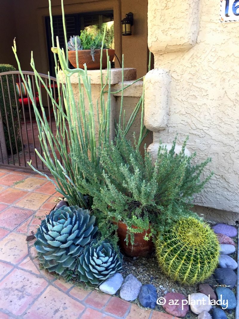 13 Desert-Inspired Decor Elements Found In Arizona Living Rooms - Decor Hint Cactus and Succulent Arrangements