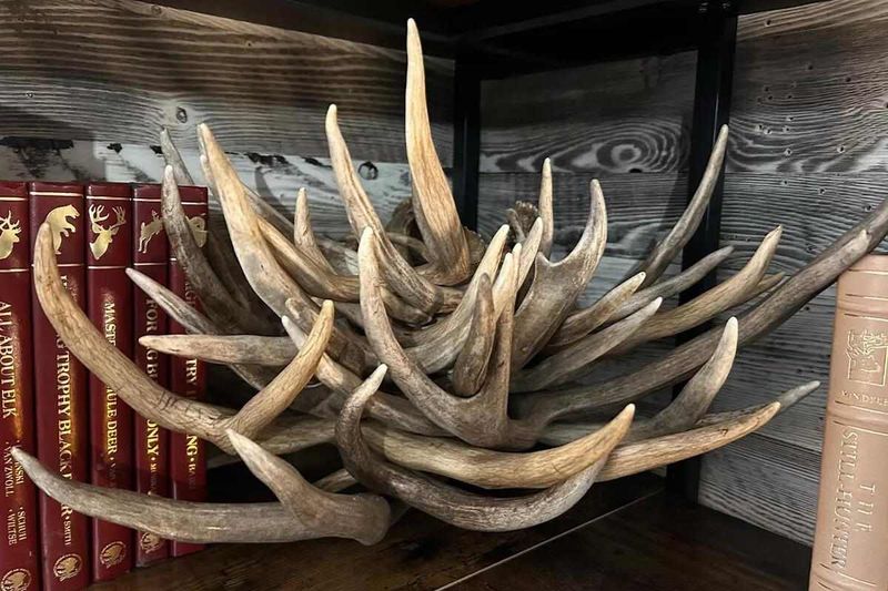8 Pieces In Montana Homes That Lost Worth Fast And 3 That Had None From The Start - Decor Hint Massive Taxidermy Collections