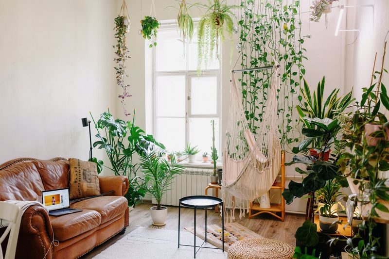 Relocate Indoor Plants To Behind Curtains