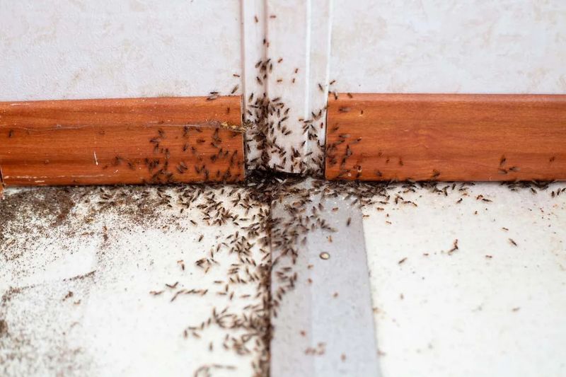 12 Pantry Flaws That Subconsciously Turn Off Homebuyers, Designers Reveal - Decor Hint Pest Evidence