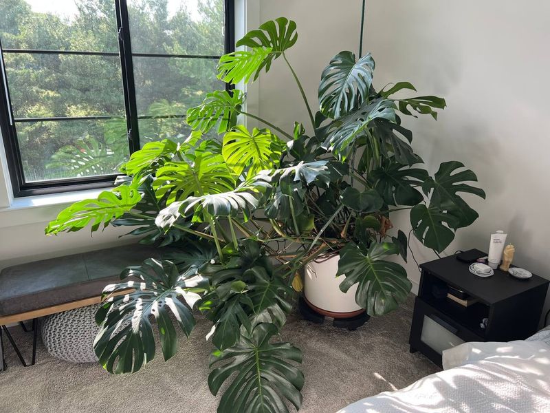 15 Things Everyone Purchases For Their House And Regrets Later - Decor Hint Oversized Houseplants