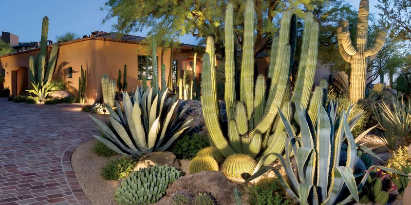 Cactus Garden Oasis