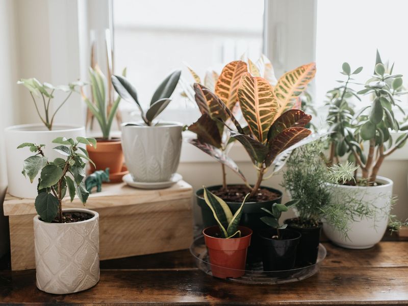 12 Items In Your Living Room That Make Your Home Look Cluttered - Decor Hint Neglected Houseplants