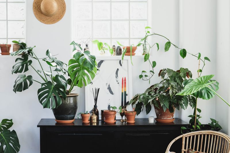Create Micro-Climates For Fussy Green Friends