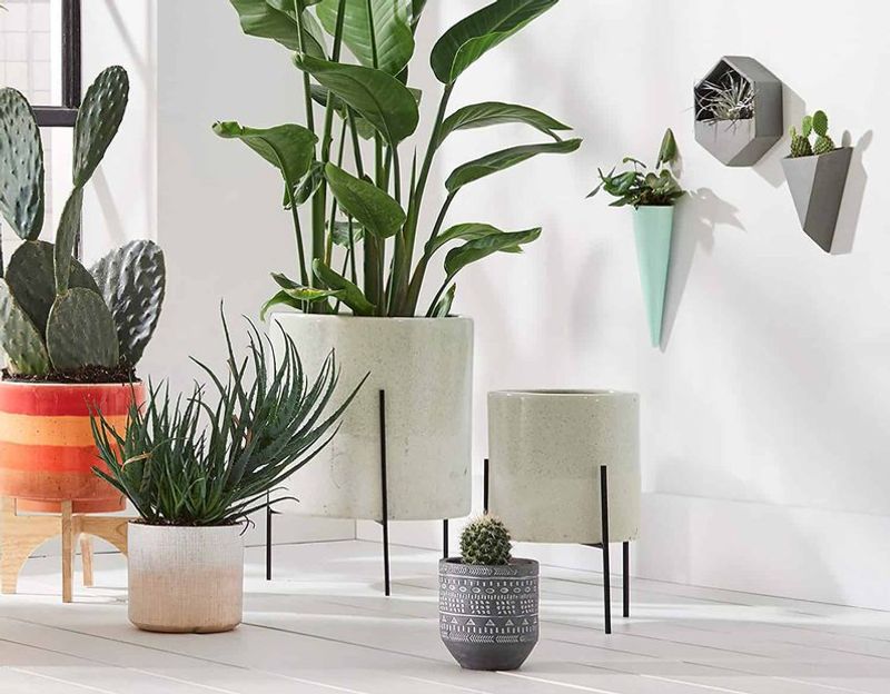 Pots With Personality Transform Plant Collections
