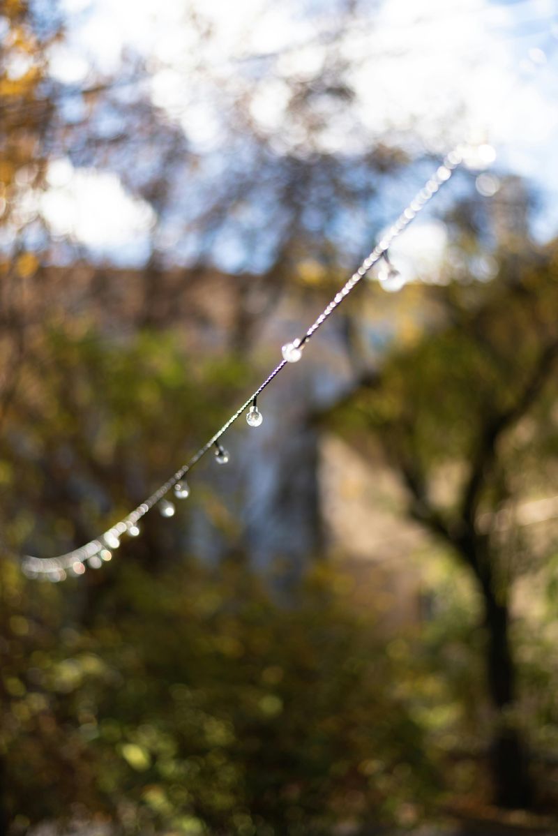 Cheap String Lights That Burn Out After One Season