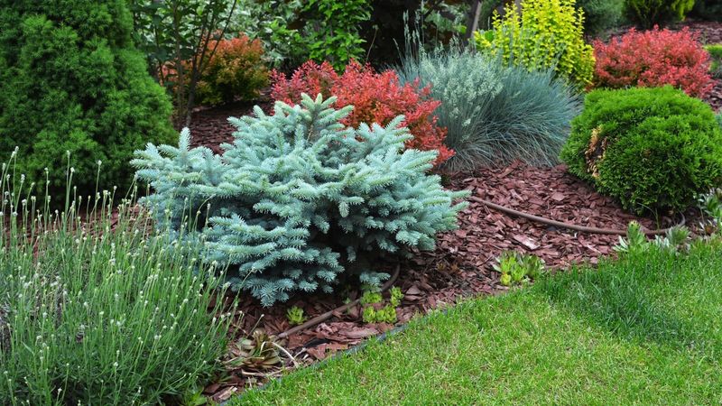 Plant Drought-Tolerant Shrubs