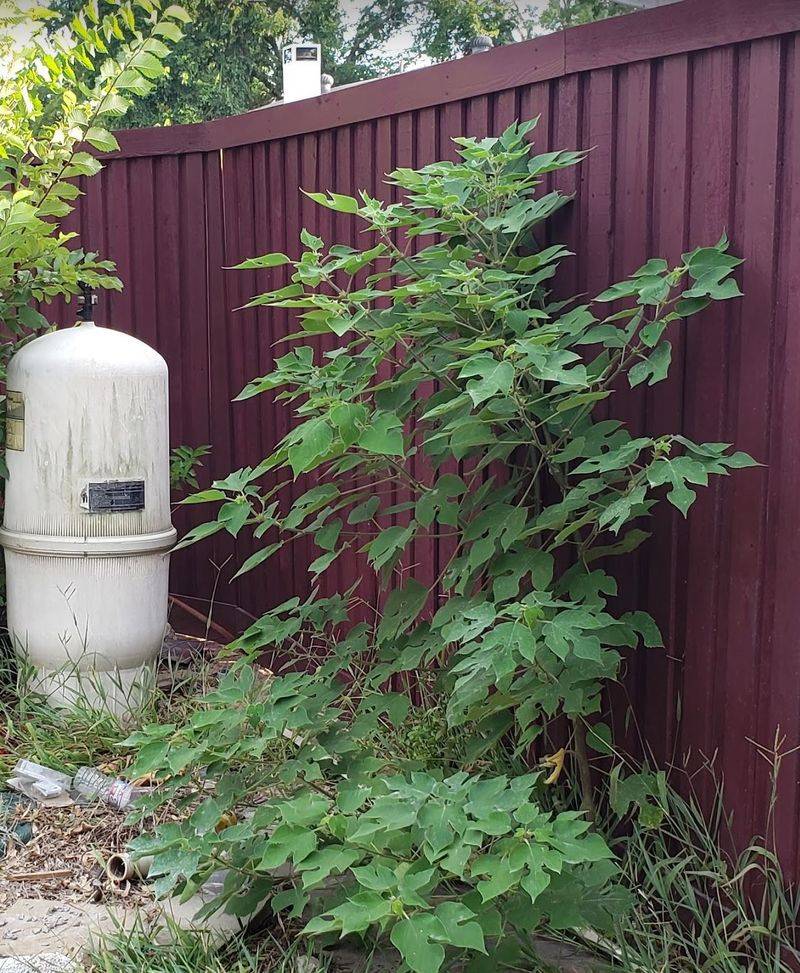 Planting Invasive Species