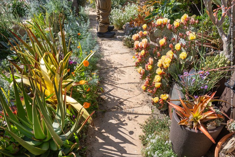 Lush Mediterranean and Native Plantings