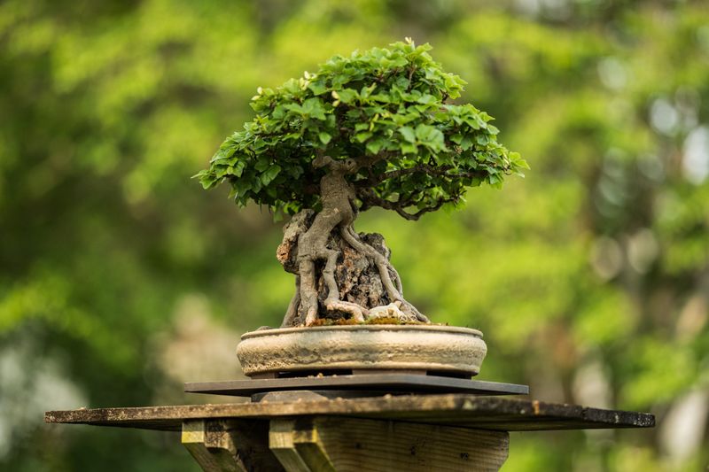 11 Backyards In Hawaii That Always Feel Like A Personal Escape - Decor Hint Minimalist Zen Corners With Lava Pebbles And Bonsai