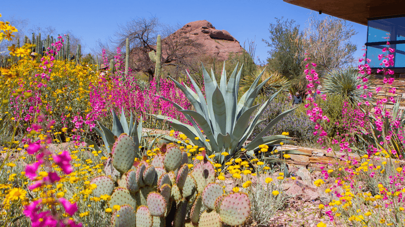 Phoenix Know-How 10 Creative Outdoor Designs For Thriving In The Desert - Decor Hint Xeriscape Landscaping with Native Plants