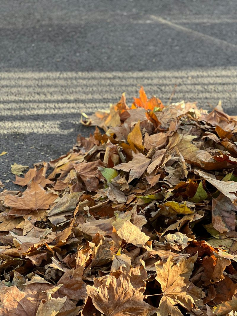 Pile of Leaves