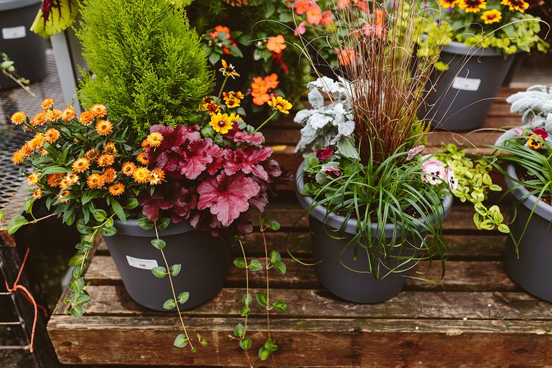 Keep Your Porch Stylish With 5 Things Washington Experts Ban And 5 They Approve - Decor Hint APPROVED: Native Plant Arrangements Bring Natural Beauty