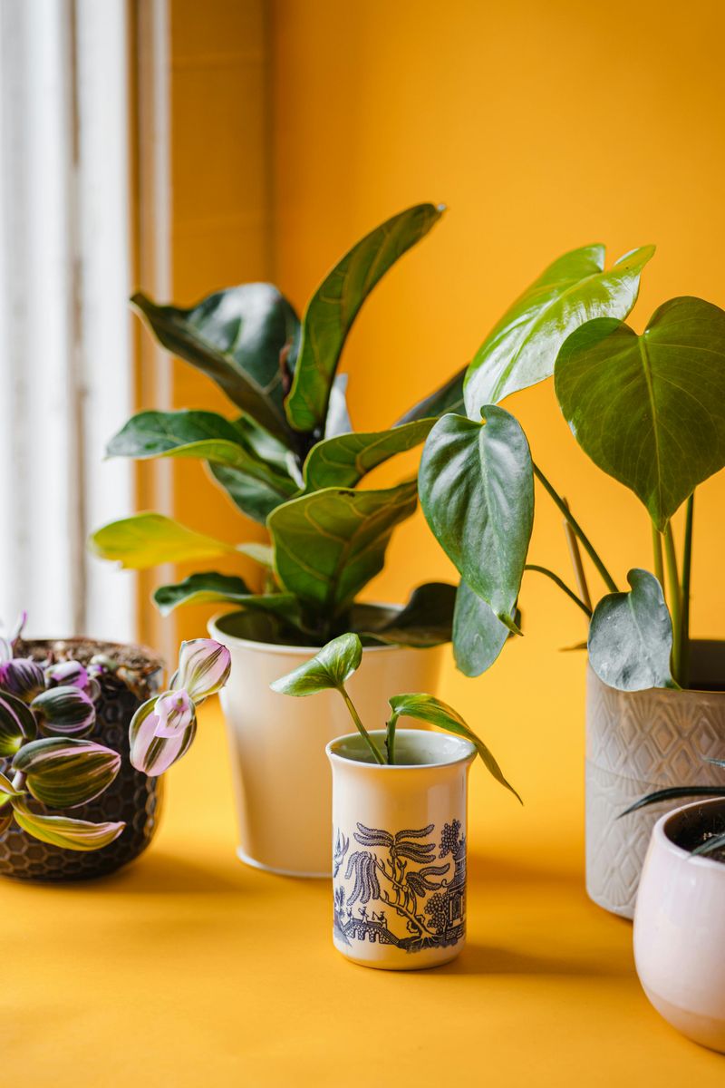 Fresh Greenery