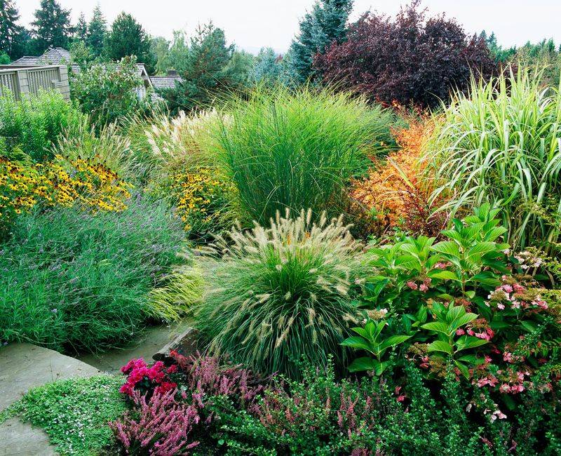 Native Grasses And Shrubs