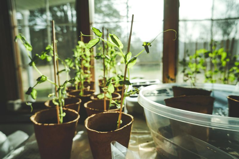 Breathe Life In With Kitchen Greenery