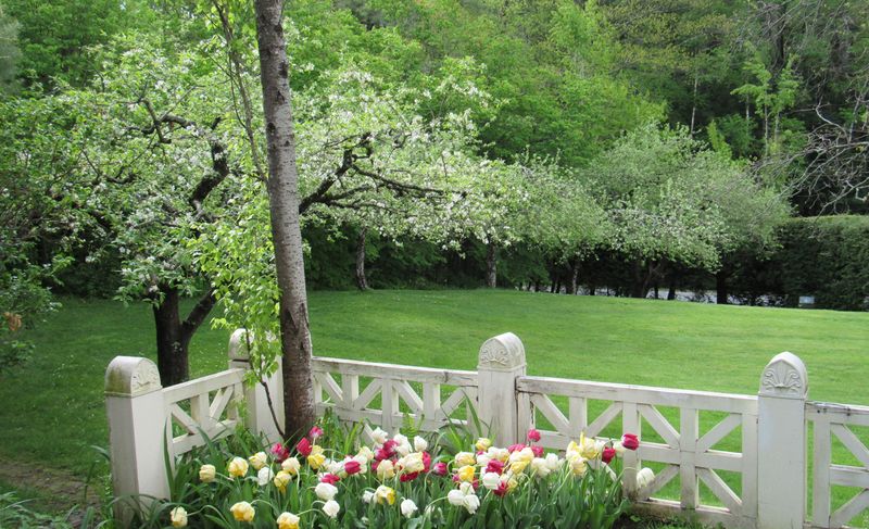 Apple Tree Front Yards