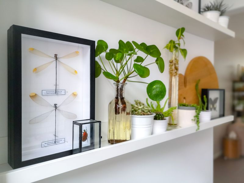 Floating Wood Shelves With Plants And Ceramics
