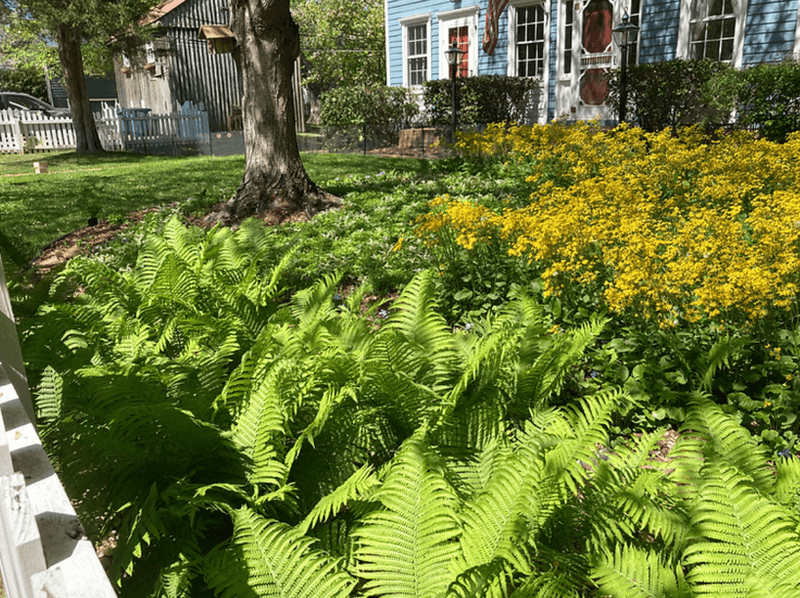 11 Picture-Perfect Outdoor Spaces Popping Up All Over Virginia Neighborhoods - Decor Hint Native Plant Sanctuaries