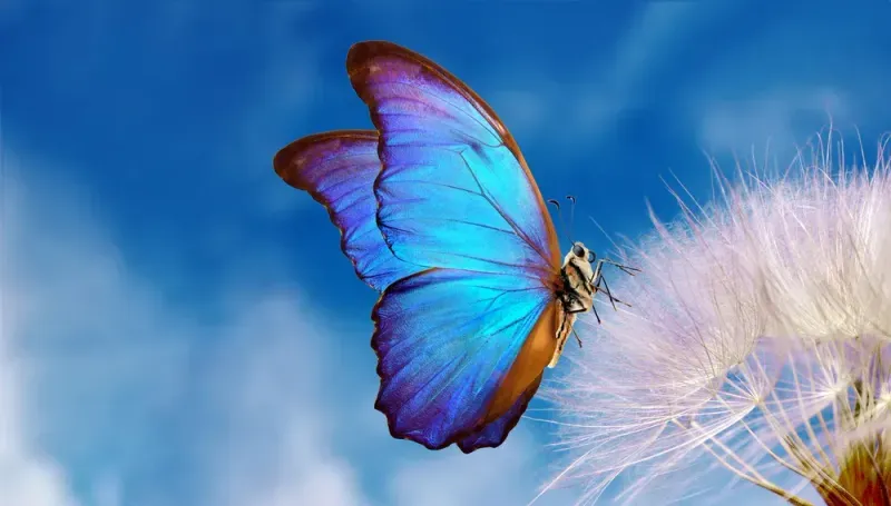 The Hidden Meaning Behind These 14 Outdoor Decorations - Decor Hint Butterfly motifs – Transformation and renewal