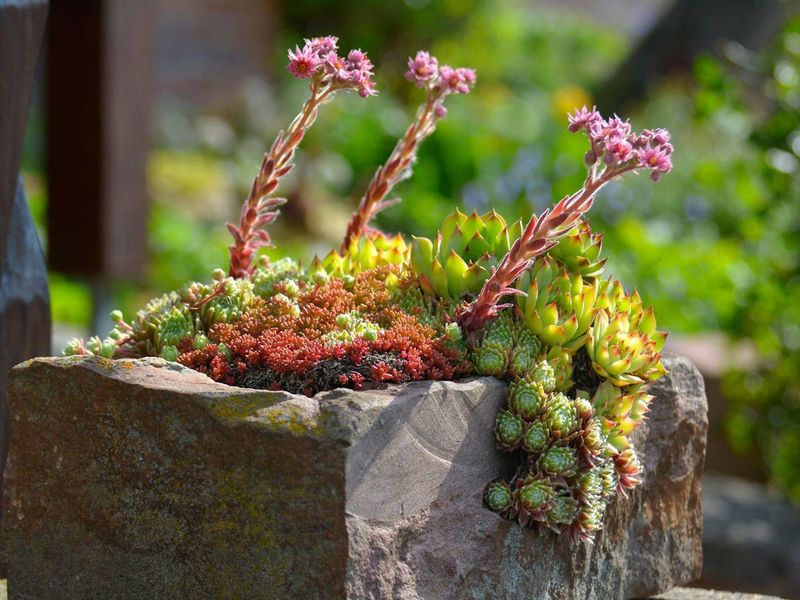 25 Awesome Succulent Porch Garden Ideas To Boost Curb Appeal - Decor Hint Mini Succulent Rock Gardens On Porches