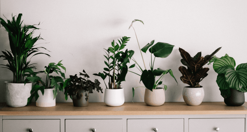 10 Fast Fixes From Colorado Home Stagers That Make A Big Impact - Decor Hint Bring the Outdoors In