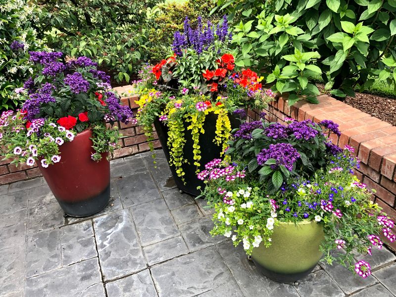 Native Plant Container Gardens