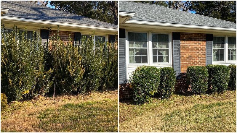 Overgrown, Neglected Hedges