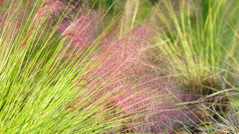 Native Grasses for Dune Vibes