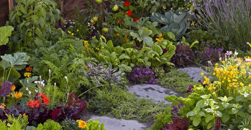 Edible Landscaping With Perennials